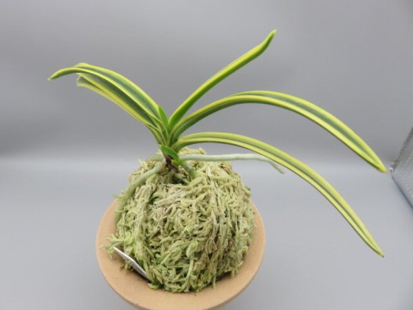 画像2: 翠宝(すいほう)　2025-67 (2)