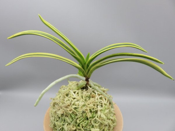 画像3: 翠宝(すいほう)　2025-67 (3)