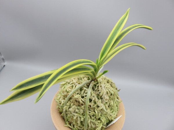 画像4: 翠宝(すいほう)　2025-67 (4)