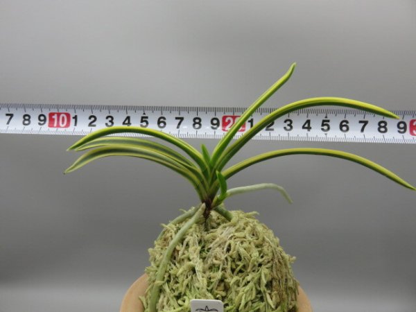 画像5: 翠宝(すいほう)　2025-67 (5)