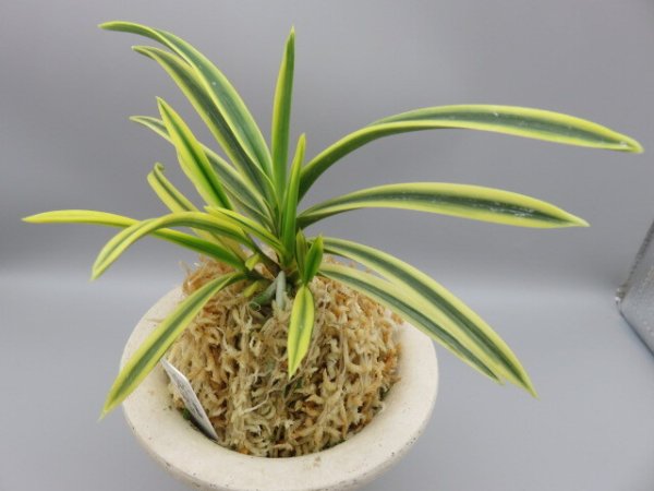 画像2: 翠宝(すいほう)　2025-68  (2)