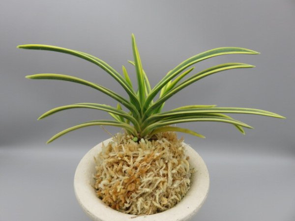 画像3: 翠宝(すいほう)　2025-68  (3)