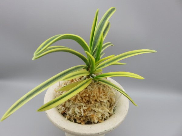 画像4: 翠宝(すいほう)　2025-68  (4)