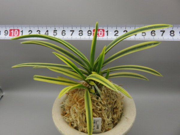 画像5: 翠宝(すいほう)　2025-68  (5)