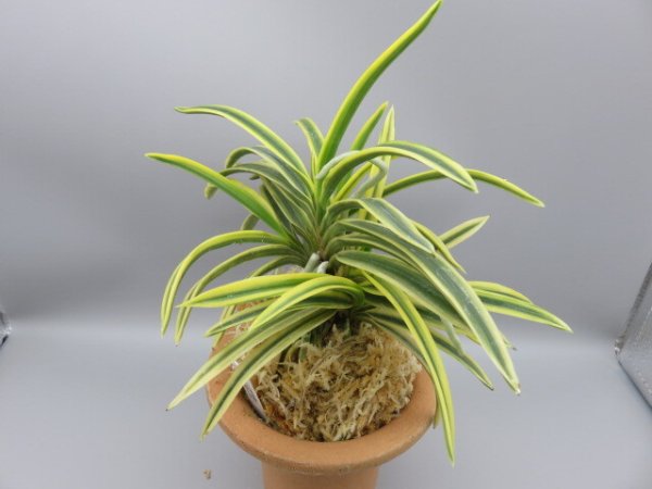 画像2: 翠宝(すいほう)　2025-69 (2)