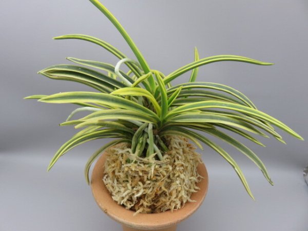 画像3: 翠宝(すいほう)　2025-69 (3)