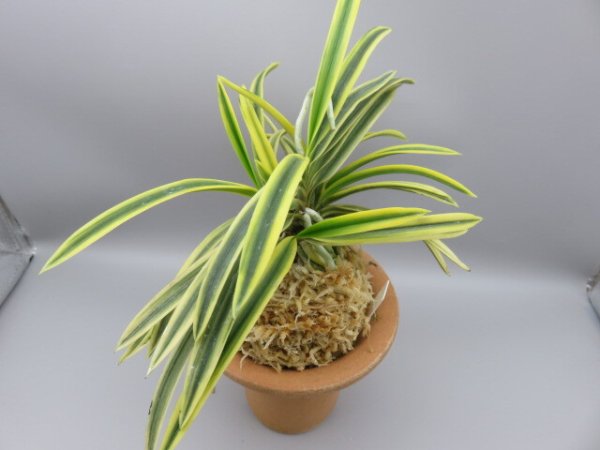 画像4: 翠宝(すいほう)　2025-69 (4)