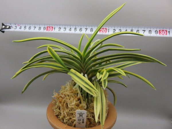 画像5: 翠宝(すいほう)　2025-69 (5)