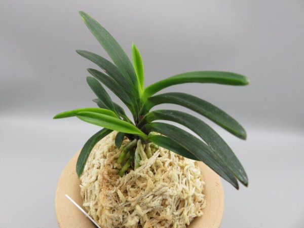 画像2: 金牡丹(きんぼたん)　2025-70 (2)