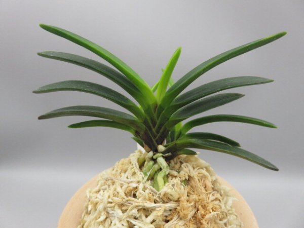 画像3: 金牡丹(きんぼたん)　2025-70 (3)