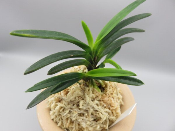 画像4: 金牡丹(きんぼたん)　2025-70 (4)