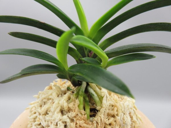 画像5: 金牡丹(きんぼたん)　2025-70 (5)