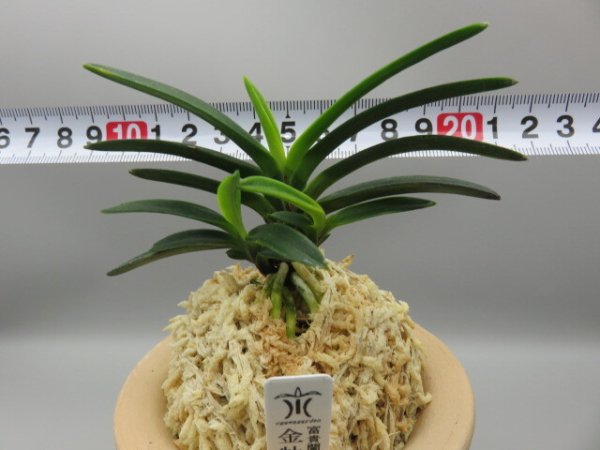 画像6: 金牡丹(きんぼたん)　2025-70 (6)