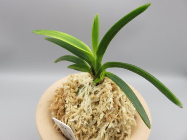 画像2: 金牡丹(きんぼたん)　2025-71 (2)