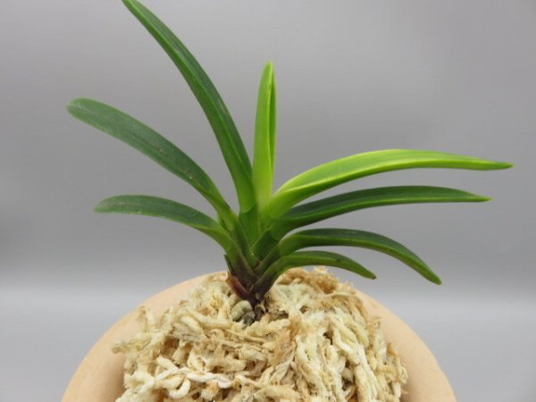 画像3: 金牡丹(きんぼたん)　2025-71 (3)