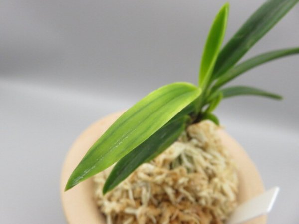 画像4: 金牡丹(きんぼたん)　2025-71 (4)