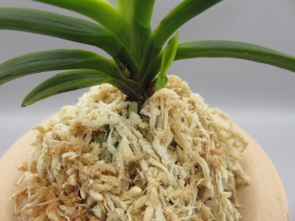 画像5: 金牡丹(きんぼたん)　2025-71 (5)