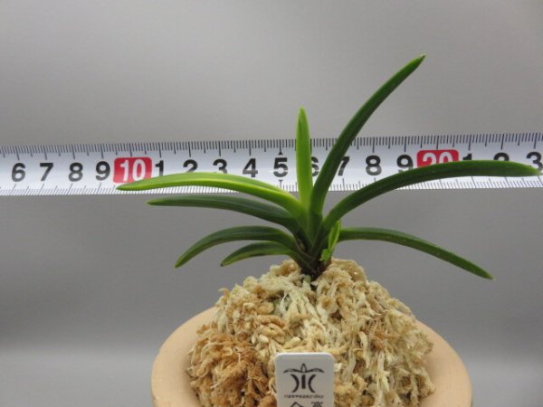 画像6: 金牡丹(きんぼたん)　2025-71 (6)