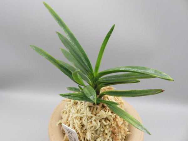 画像2: 金牡丹(きんぼたん)　2025-72 (2)