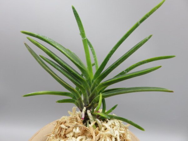 画像3: 金牡丹(きんぼたん)　2025-72 (3)