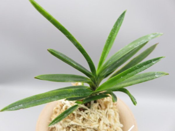 画像4: 金牡丹(きんぼたん)　2025-72 (4)