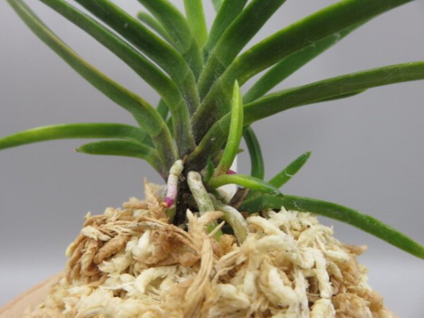 画像5: 金牡丹(きんぼたん)　2025-72 (5)