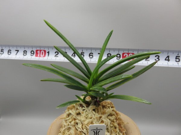 画像6: 金牡丹(きんぼたん)　2025-72 (6)