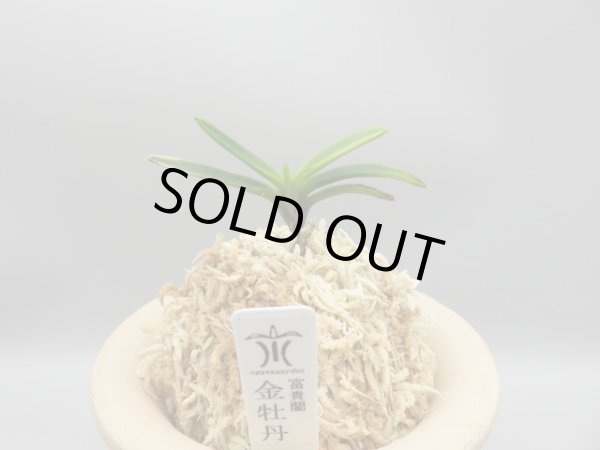 画像1: 金牡丹(きんぼたん)　2025-74 (1)