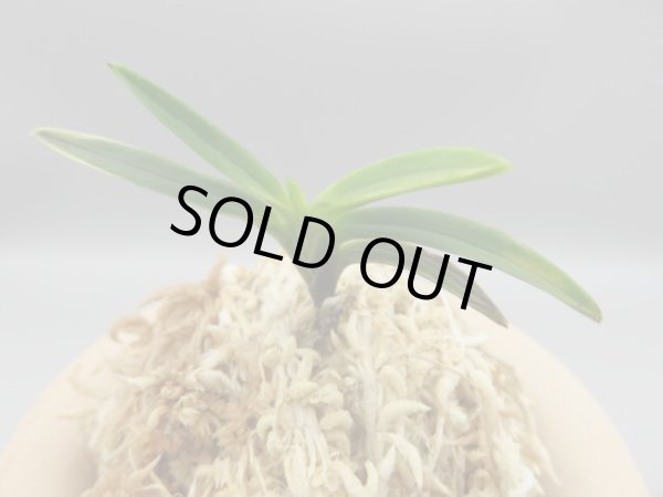 画像2: 金牡丹(きんぼたん)　2025-74 (2)