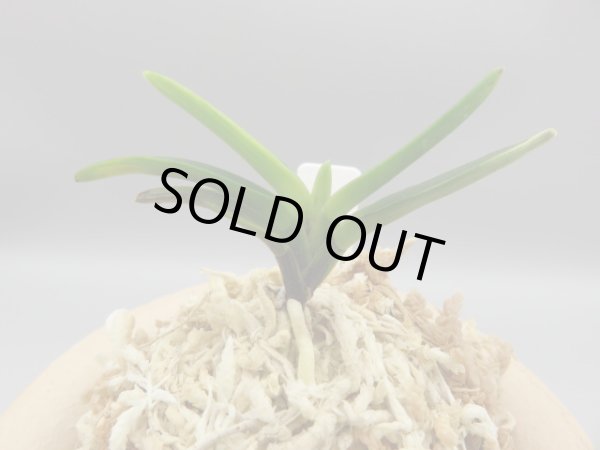 画像3: 金牡丹(きんぼたん)　2025-74 (3)