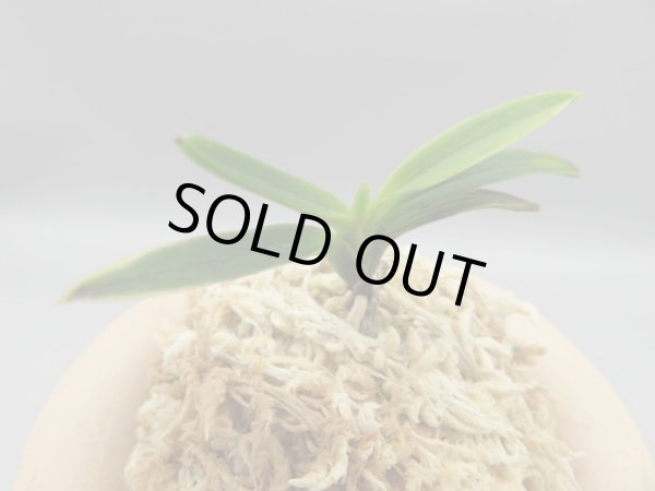 画像4: 金牡丹(きんぼたん)　2025-74 (4)