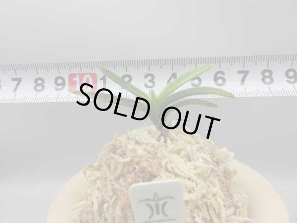 画像5: 金牡丹(きんぼたん)　2025-74 (5)