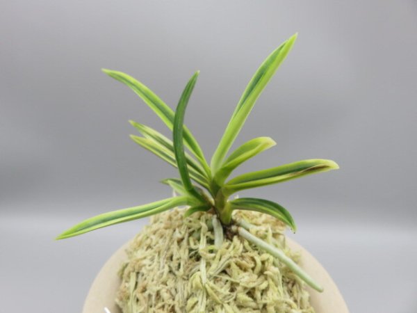 画像2: 琥珀殿(こはくでん)　2025-75 (2)