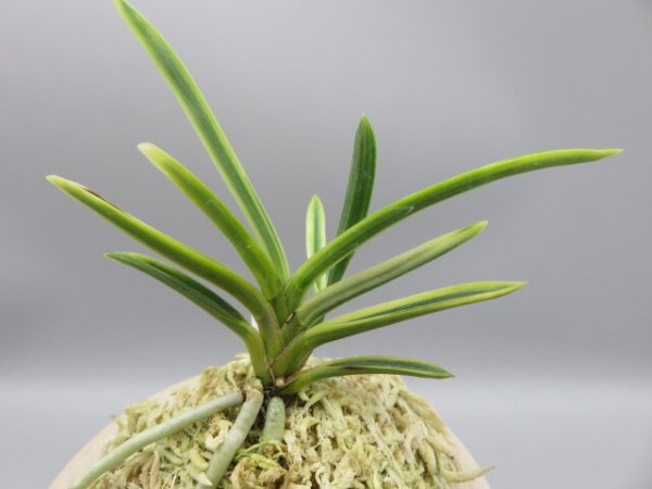 画像3: 琥珀殿(こはくでん)　2025-75 (3)