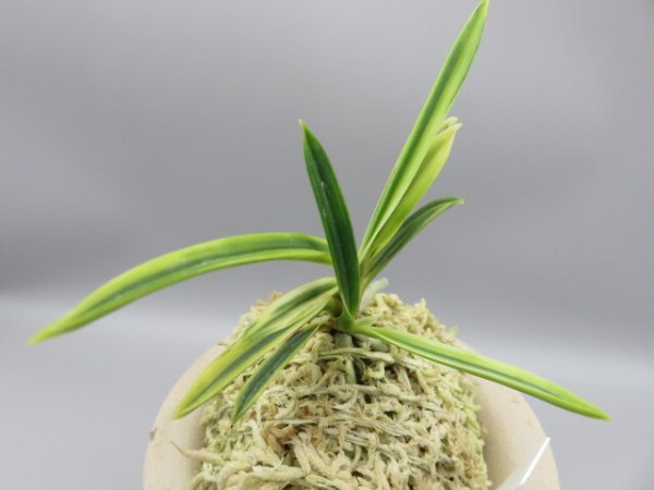 画像4: 琥珀殿(こはくでん)　2025-75 (4)