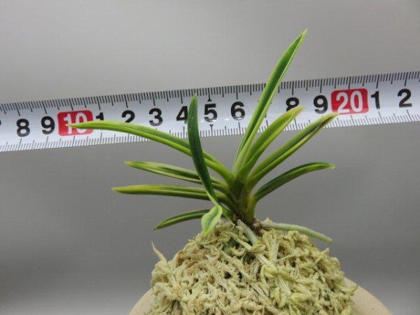 画像5: 琥珀殿(こはくでん)　2025-75 (5)