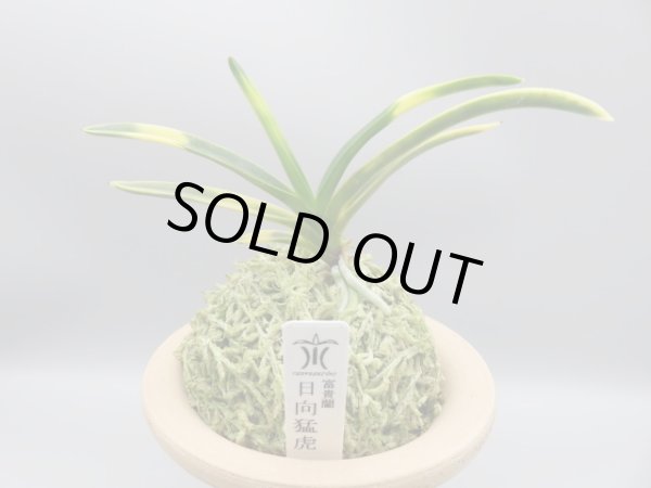 画像1: 日向猛虎(ひゅうがもうこ)　2025-76 (1)