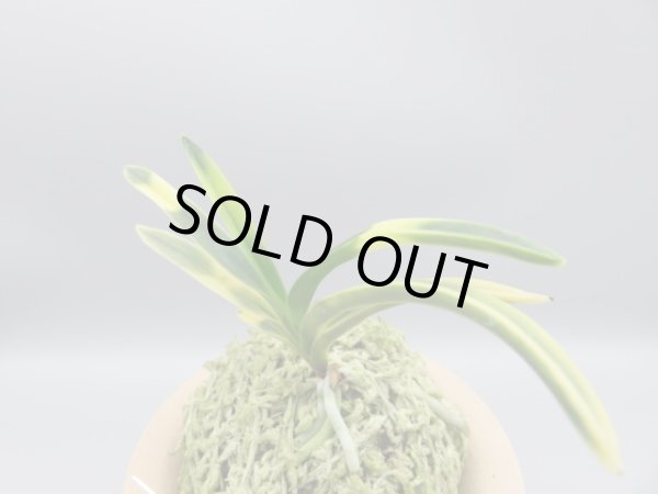 画像2: 日向猛虎(ひゅうがもうこ)　2025-76 (2)