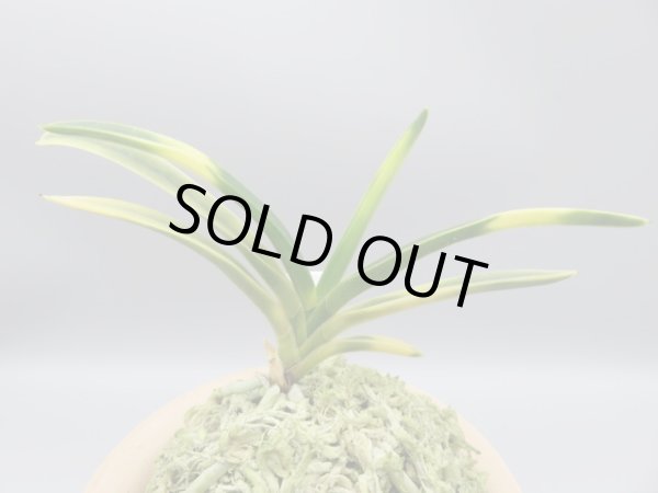 画像3: 日向猛虎(ひゅうがもうこ)　2025-76 (3)