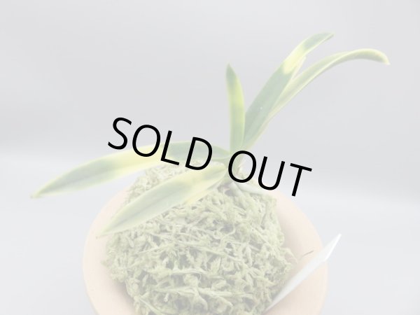 画像4: 日向猛虎(ひゅうがもうこ)　2025-76 (4)