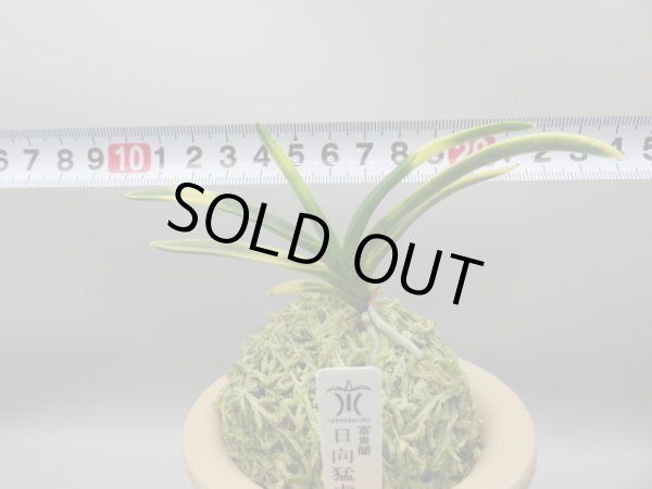 画像5: 日向猛虎(ひゅうがもうこ)　2025-76 (5)