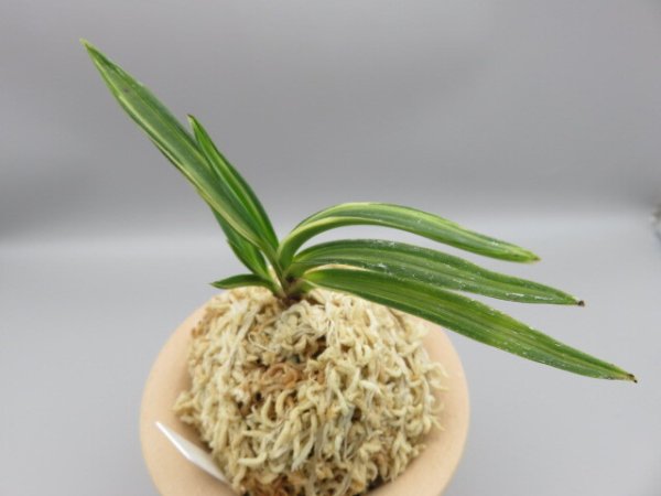 画像2: 古都の雪(ことのゆき)　2025-77 (2)