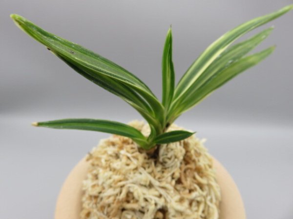 画像4: 古都の雪(ことのゆき)　2025-77 (4)