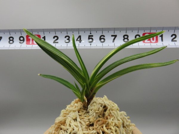 画像5: 古都の雪(ことのゆき)　2025-77 (5)