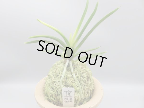 画像1: 淡雪(あわゆき)　2025-78 (1)