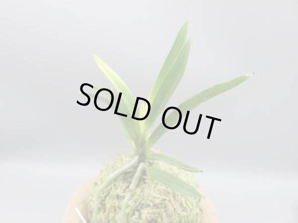 画像2: 淡雪(あわゆき)　2025-78 (2)