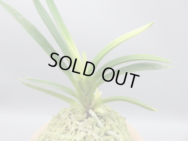 画像3: 淡雪(あわゆき)　2025-78 (3)