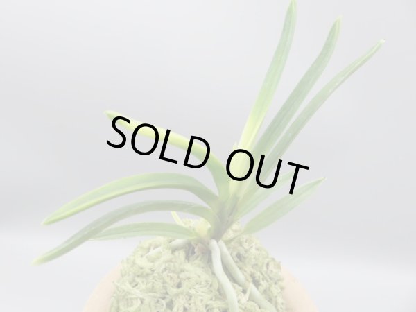 画像4: 淡雪(あわゆき)　2025-78 (4)