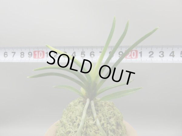 画像5: 淡雪(あわゆき)　2025-78 (5)