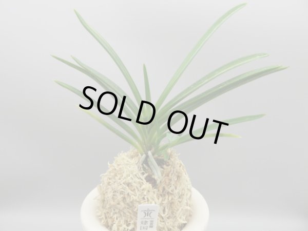 画像1: 建国縞(けんこくしま)　2025-80 (1)